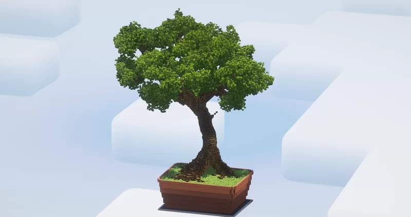 Big Bonsai Tree